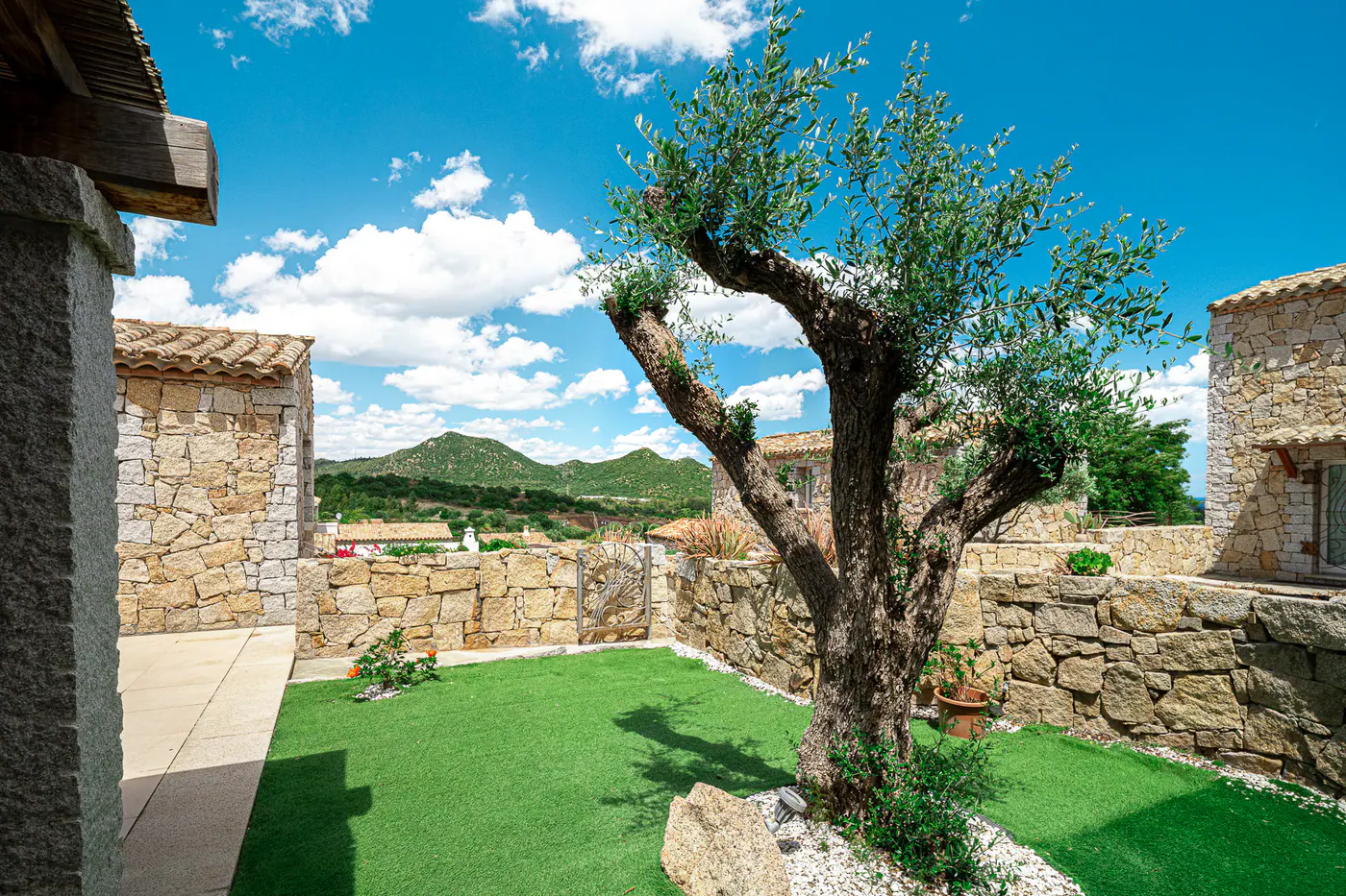 The olive tree in the garden, with the stone wall and the mountains behind